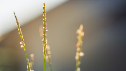 Nature view of grass flower on blurred background with copy space.