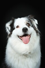 Fototapeta premium portrait of Australian shepherd 