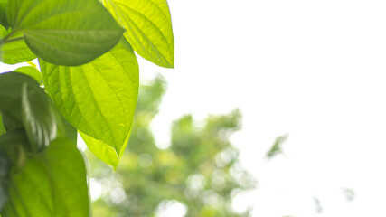 Fototapeta na wymiar Nature view of green leaf on blur greenery background with copy space.