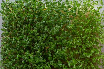 Fresh micro greens closeup. Top view on growing arugula for healthy salad. Home garden and healthy lifestyle concept, vegan. Selective focus