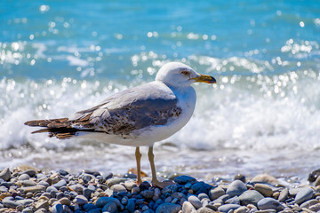 Seagull at the sea beach in french riviera. Close up photo