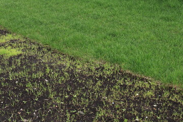 border of lawn grass and natural grass