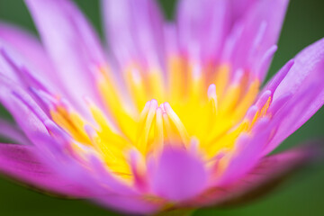 Pink waterlily, lotus flower on nature background.