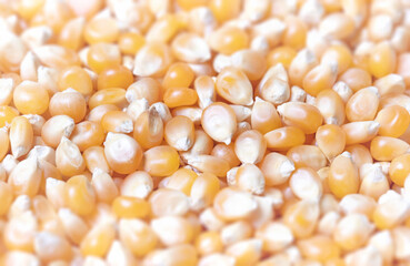 Popcorn corn - Raw grain