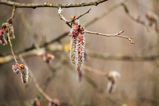 blossoming alder branches on a blurred background in the forest, horizontal.