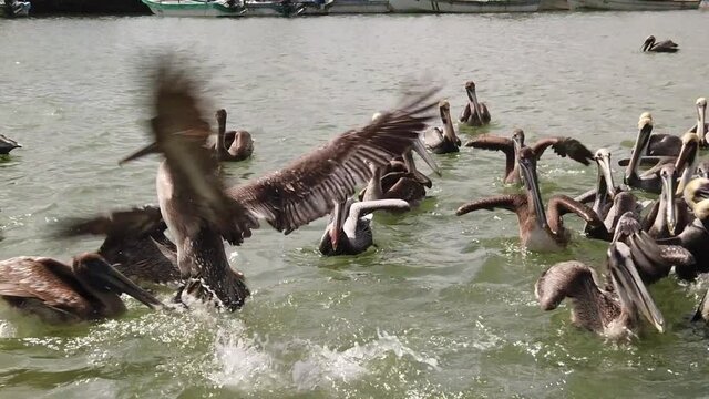Slow motion closeup of Pelican birds trying to cath a fish.