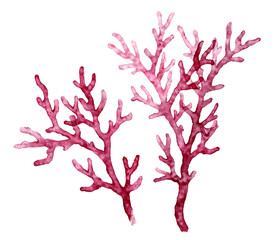 Fototapeta premium Watercolor red coral set. Transparent sea plant isolated on white. Realistic scientific illustrations. Hand painted underwater design 