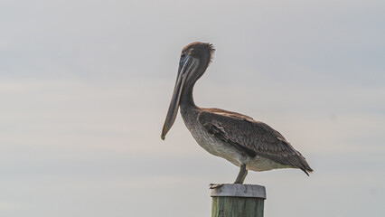 A brown Pelican sitting on top of a wooden pile