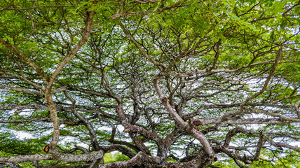 Tropical big old tree truck with green  nature leaves in summer, A lot of branches leaves background