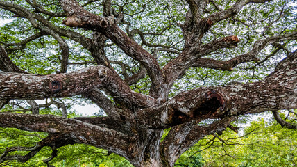 Tropical big old tree truck with green  nature leaves in summer, A lot of branches leaves background