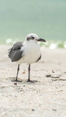 Laughing Gull standing on top of a sandy beach close up along shore