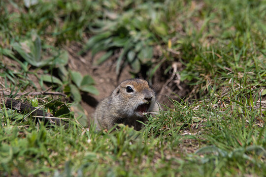 Close-up Gopher Screaming In The Field