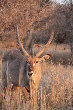 Waterbuck, Kapama Game Reserve, South Africa.