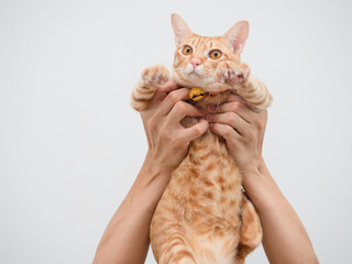Hand hold the cat orange color cute kitten on white background