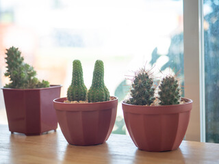 Small cactus in pot minimal style on the wood table interior cafe