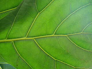 Texture of green leaf beautiful of nature