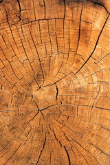Slice the trunk of the tree. Annual rings at an old oak tree. Cracks on the wood surface.