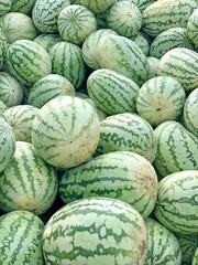 Watermelon fruits kept for sale in the market during summer season. Healthy food and highly cultivated fruit in the worldwide.