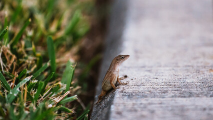 A small lizard sits on the edge of a sidewalk in close up