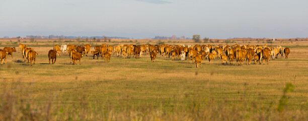 Fototapeta na wymiar Illustration of herd of cows in the steppes of Hortobagy in Hungary.