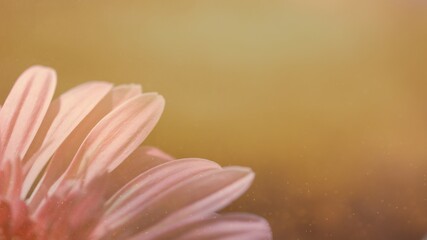 Pastel pink color gerbera flower, soft focus on nature blurred background.