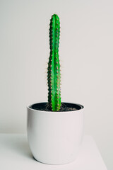 Beautiful healthy pole cactus in a white pot in an apartment - decoration