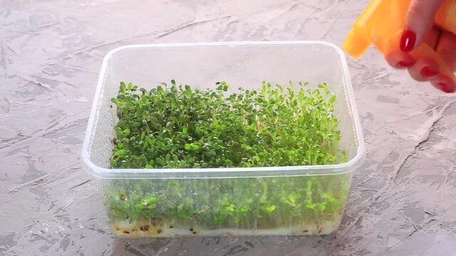 Woman watering micro green arugula, salad, alfalfa (Lucerne) in plastic box. Home garden and healthy lifestyle concept, vegan. Fun way to reuse plastic box. Selective focus