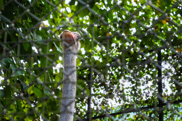 Close up of Ostrich in a cage in Trivandrum