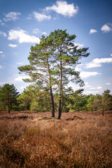 Beautiful tree with green leaves in the bushes