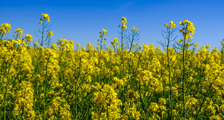 Blooming rape fields in spring.