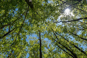 green forest in spring time