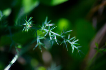 Grüne Pflanze in Licht und Schatten