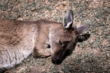 Fototapeta premium Kangaroo Nap