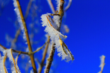 november, the first frosts in the Urals and nature-artist