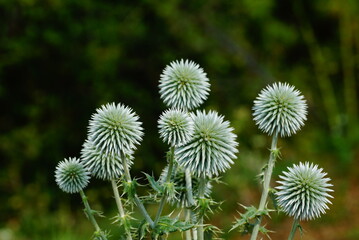 Interesting flower in the forest (Echinops Bannacitus)