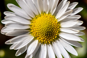 Daisy plant in the forest, close up	