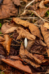 White Crocus plant in the forest, close up	