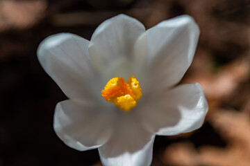 White Crocus plant in all its beauty, close up	