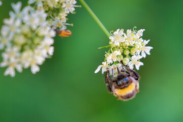 Bee on white flower macro shot