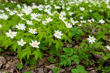 Spring forest and beautiful , white anemones. Anemone nemorosa