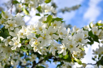 white apple flowers 