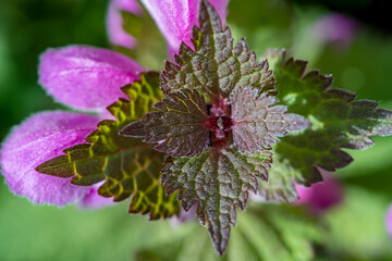Red dead-nettle in the forest, close up shoot