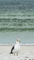 Laughing Gull standing on top of a sandy beach close up along shore