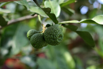 green leaf kaffir lime fruit background. Citrus hystrix