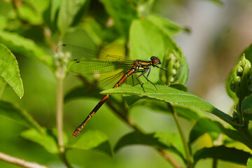 Large red damselfly (Pyrrhosoma nymphula), family Coenagrionidae. Resting on a leaf of a shrub Deutzia in a Dutch garden. Spring, May, Netherlands 