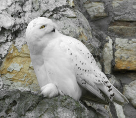 Snowy owl (Bubo scandiacus), female,  on rock in sunny day