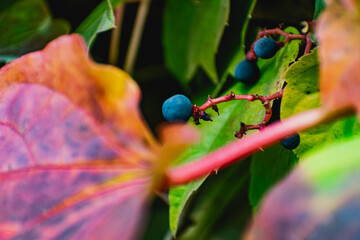 wild strawberry plant