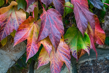 autumn leaves background