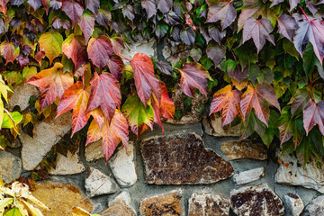 autumn leaves on the ground