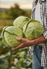 Crop farmer with fresh cabbage in countryside © kegfire